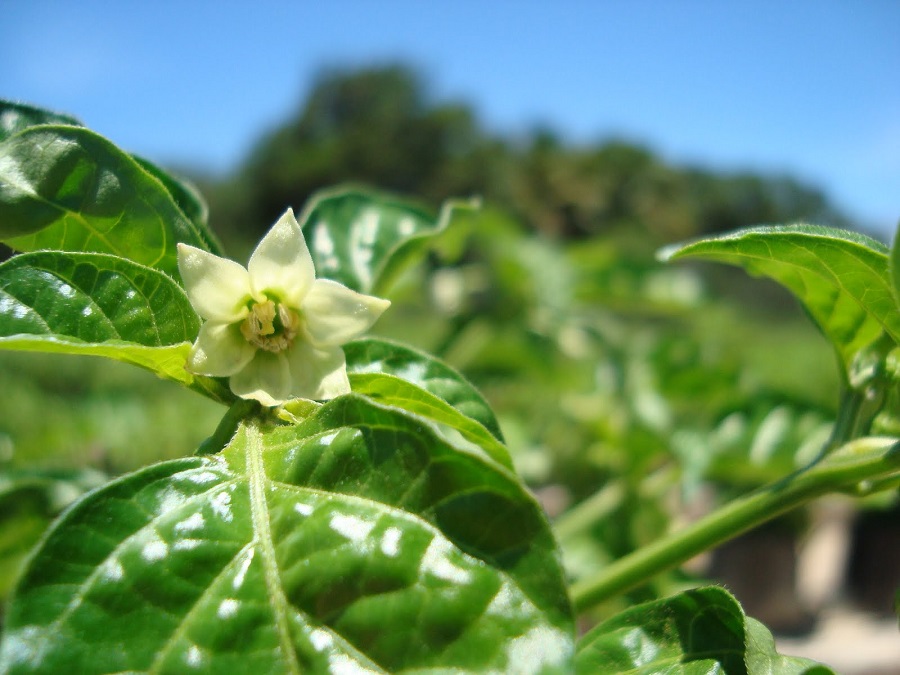 Proteger la genética del ají margariteño para asegurar su futuro