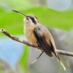El Ermitañito Gargantirrayado es uno de los tesoros de la ornitología venezolana