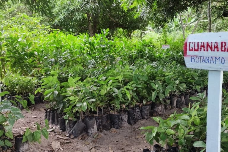 Mujeres kariña lideran el manejo sustentable de los bosques en Imataca