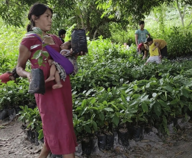 Mujeres kariña lideran el manejo sustentable de los bosques en Imataca