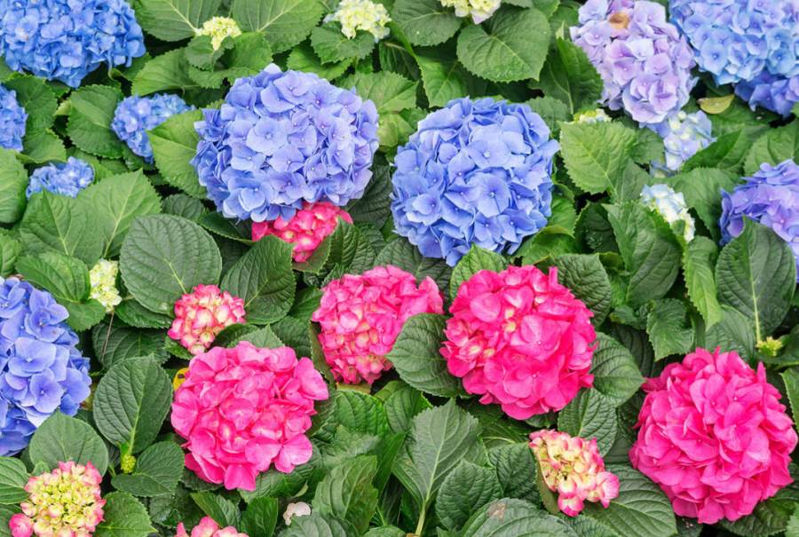 La hortensia, flor exuberante y voluminosa que puede cambiar de color