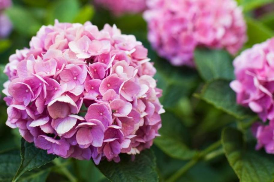 La hortensia, flor exuberante y voluminosa que puede cambiar de color