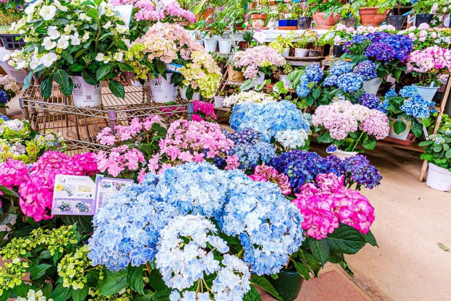 La hortensia, flor exuberante y voluminosa que puede cambiar de color