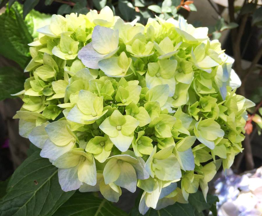 La hortensia, flor exuberante y voluminosa que puede cambiar de color