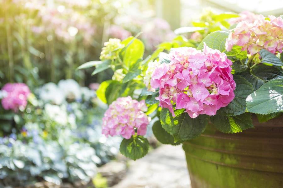 La hortensia, flor exuberante y voluminosa que puede cambiar de color