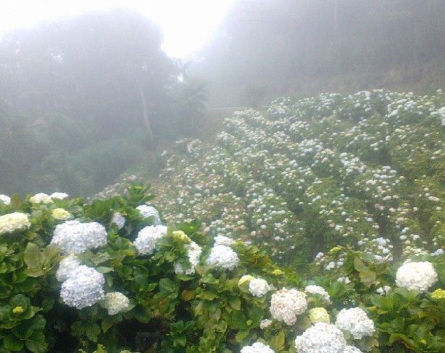 La hortensia, flor exuberante y voluminosa que puede cambiar de color