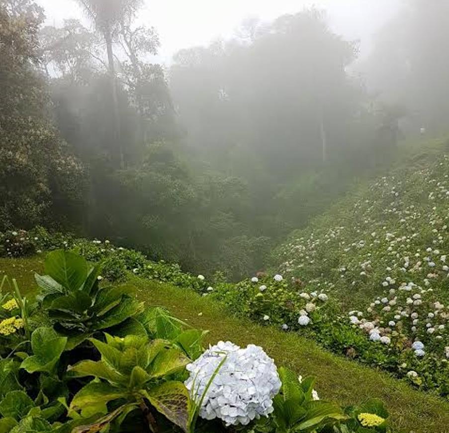 La hortensia, flor exuberante y voluminosa que puede cambiar de color