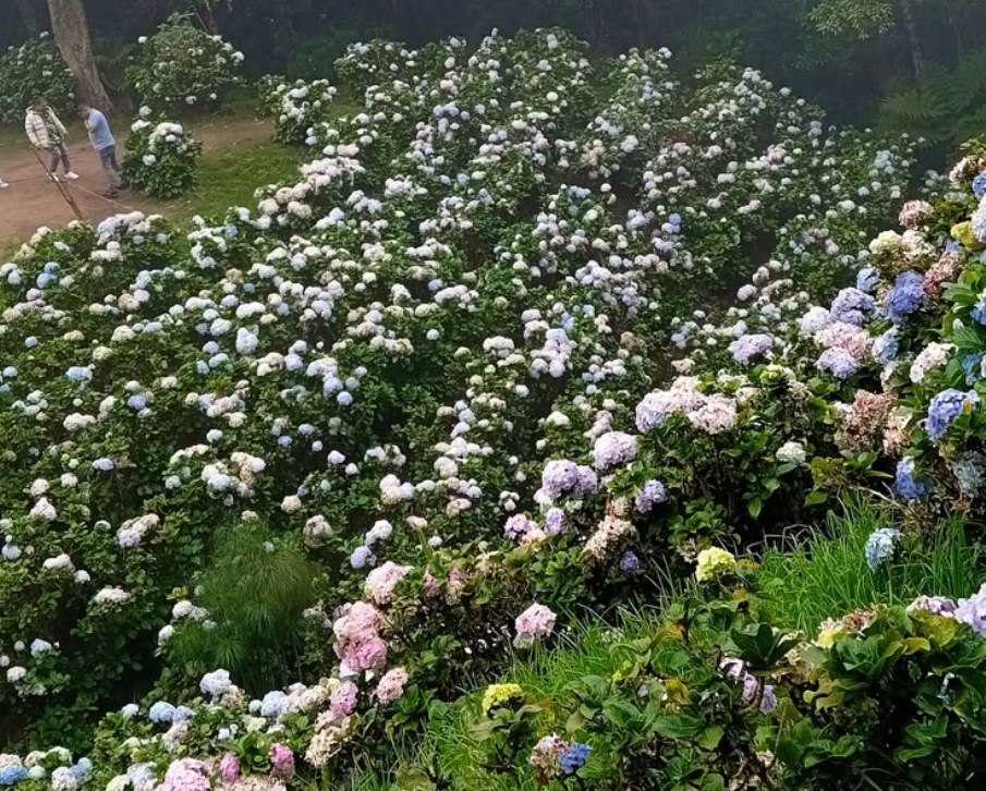 La hortensia, flor exuberante y voluminosa que puede cambiar de color