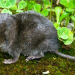 Las cuatro especies de musarañas endémicas de Venezuela y el desafío de su protección
